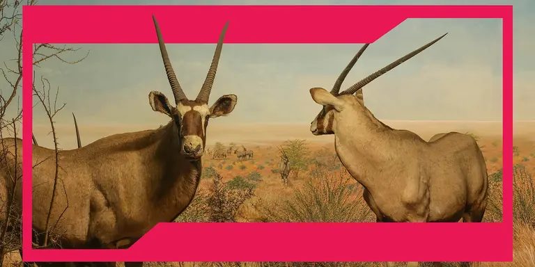 Deux oryx dans un diorama de savane africaine, encadrés par une bordure graphique rose