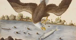 The Bald Eagle, pintura de Mark Catesby que s’exposa a l’exposició Becoming America del Science Museum