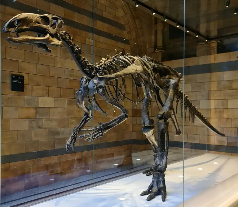 Esquelet de Mantellisaurus exposat a la galeria de dinosaures del Natural History Museum London