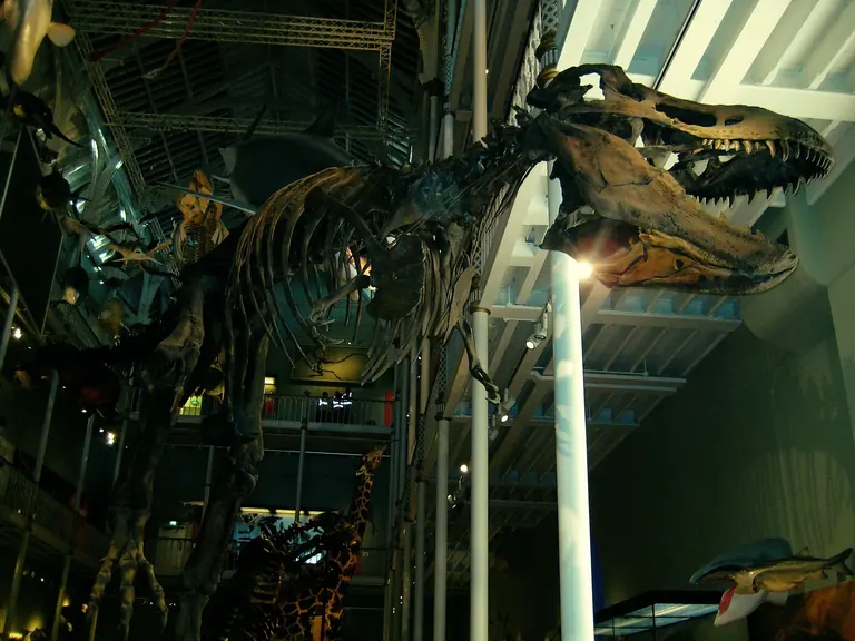 Un moulage de squelette de Tyrannosaurus rex dans les galeries Natural World