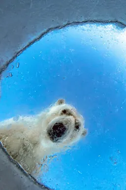 Fotografia d’un ós polar de l’exposició Wildlife Photographer of the Year