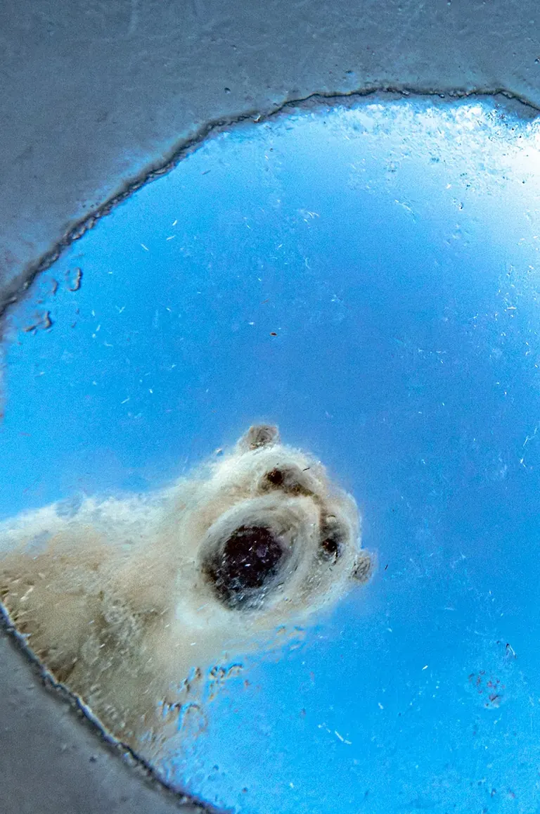 Fotografia d’un ós polar de l’exposició Wildlife Photographer of the Year