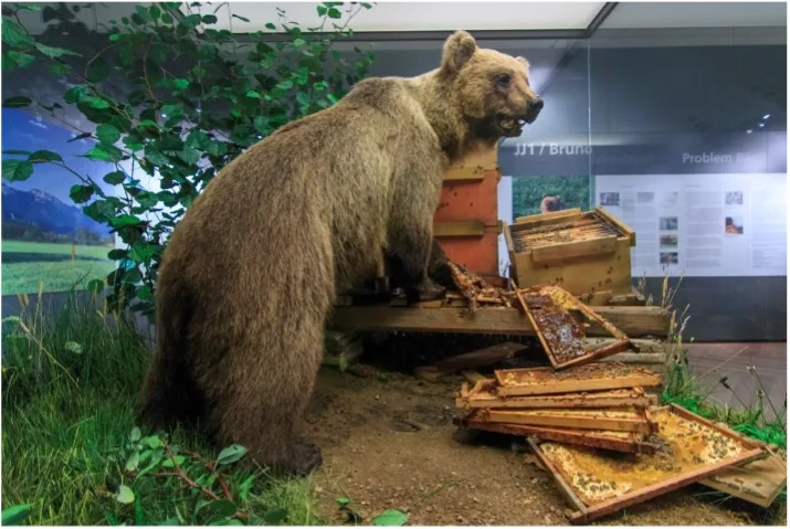 Spécimen naturalisé de l’ours Bruno (JJ1) exposé au Museum Mensch und Natur