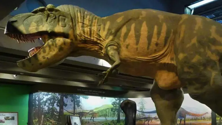 A life-size Tyrannosaurus rex model in the Dinosaurs: Modeling the Mesozoic exhibit