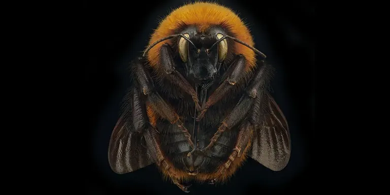 Makrofotografie einer Hummel (Bombus dahlbomii) aus der Fotoausstellung Extinct and Endangered