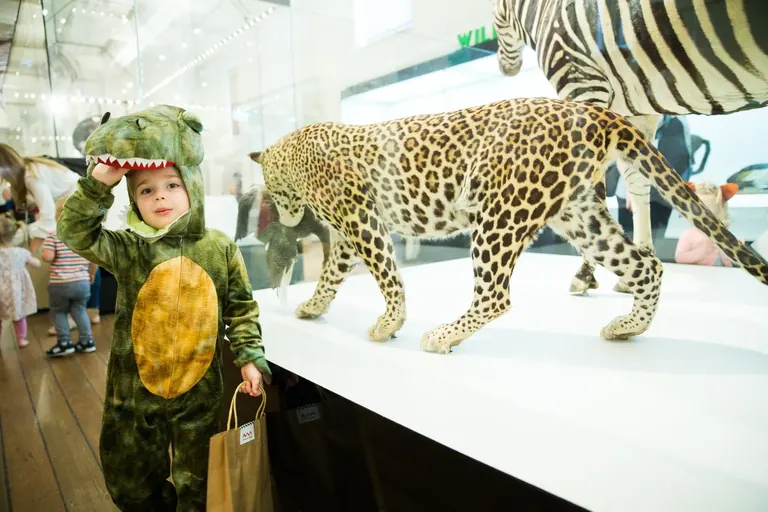 Taxidermy animal displays in the Wild Planet gallery