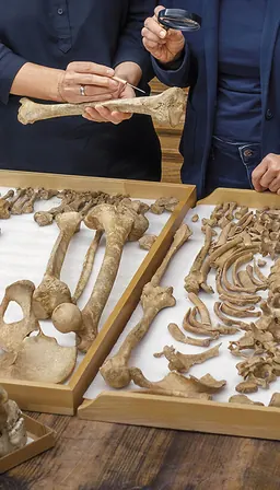 عظام من مشروع HistoGenes البحثي، معروضة في GENchangers في NHM Vienna
