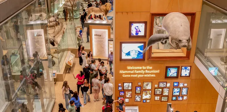 Mounted mammal specimens in habitat displays in the Kenneth E. Behring Family Hall of Mammals