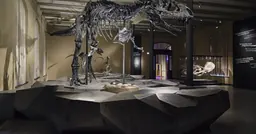 T. rex skeleton in the DINOSAURS! special exhibition