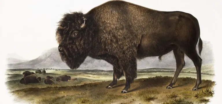 Audubon illustration of an American bison