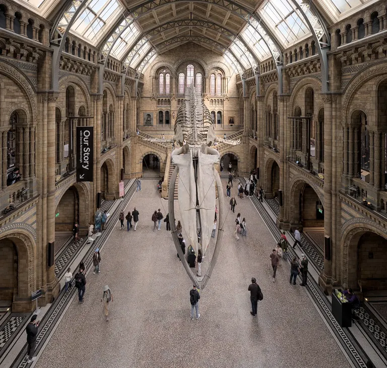 Hintze Hall, al Natural History Museum, amb l’esquelet d’una balena blava