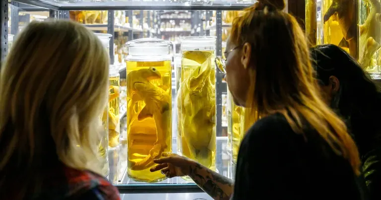 Jars of specimens preserved in ethanol in the Wet Collection
