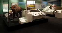 Exhibit case in From These Lands containing a bison, kelp and a beaver skin