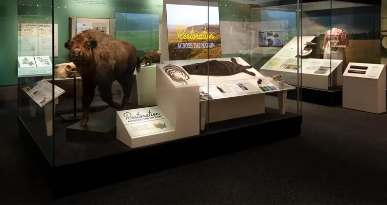 Exhibit case in From These Lands containing a bison, kelp and a beaver skin