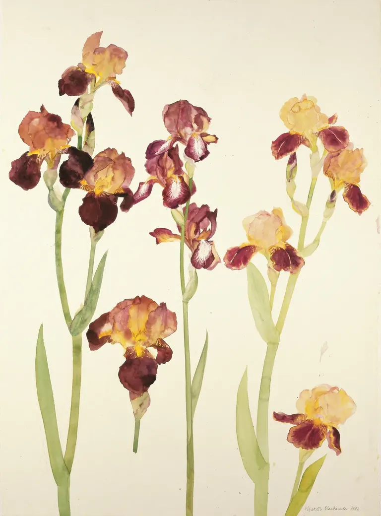Elizabeth Blackadder، Irises، 1982