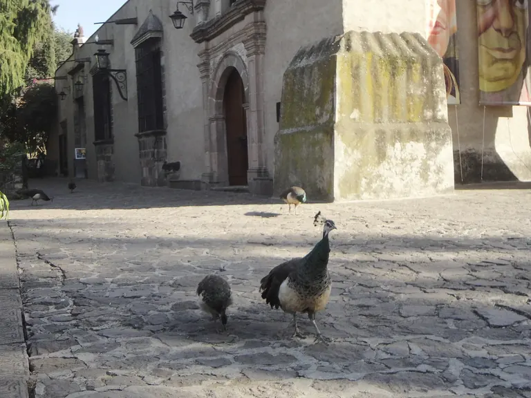Paons passejant pels jardins del Museo Dolores Olmedo