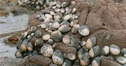 Photographie de Mercedes Dorame montrant des coquillages regroupés sur un rocher côtier, issue de Deliquescence: Lieux de transformation (Deliquescence: Sites of Transformation)
