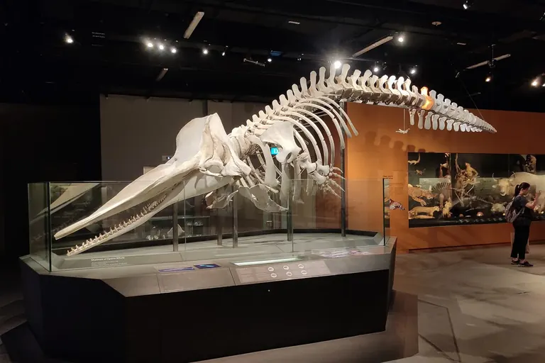 Squelette monté de la cachalot Jubilee au Lee Kong Chian Natural History Museum