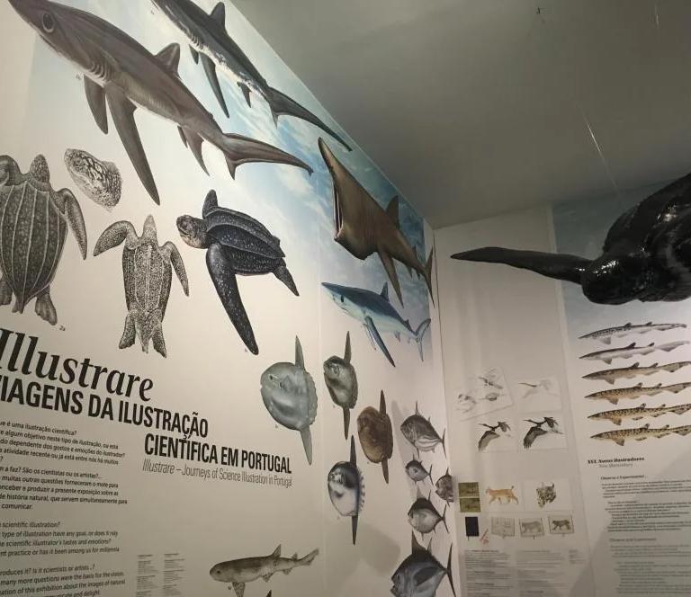 Illustrare exhibition view