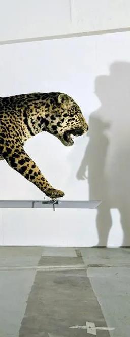 ANTROPO(CÉNICO) exhibition, Museu Nacional de História Natural e da Ciência