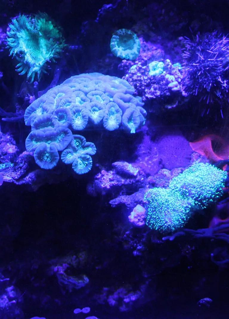 Fish tank interior at the Horniman Museum aquarium