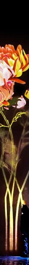 Proliferating Immense Life - A Whole Year per Year installation at teamLab Borderless