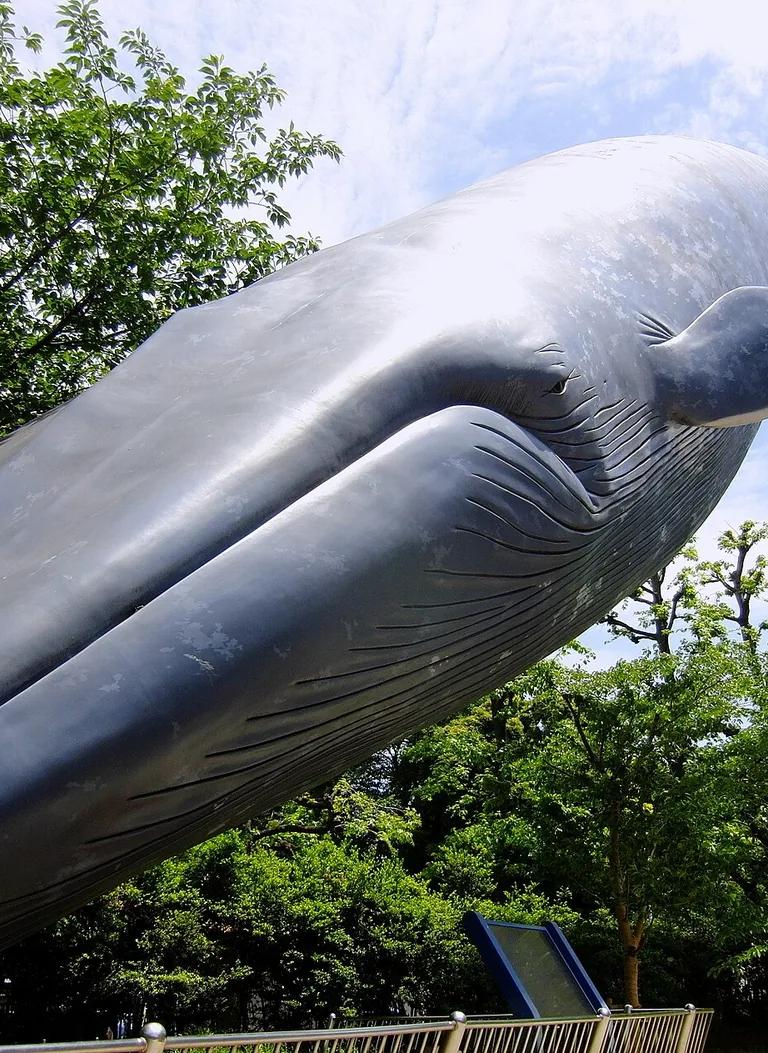 Life-size model of a blue whale outside the National Museum of Nature and Science, Tokyo