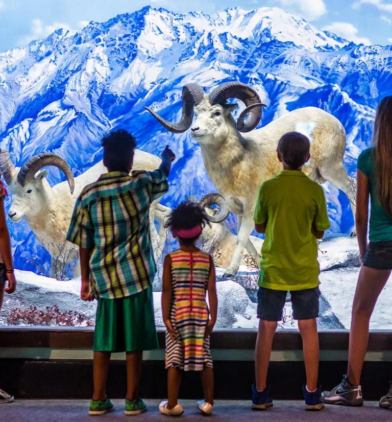 Wildlife diorama at the Academy of Natural Sciences
