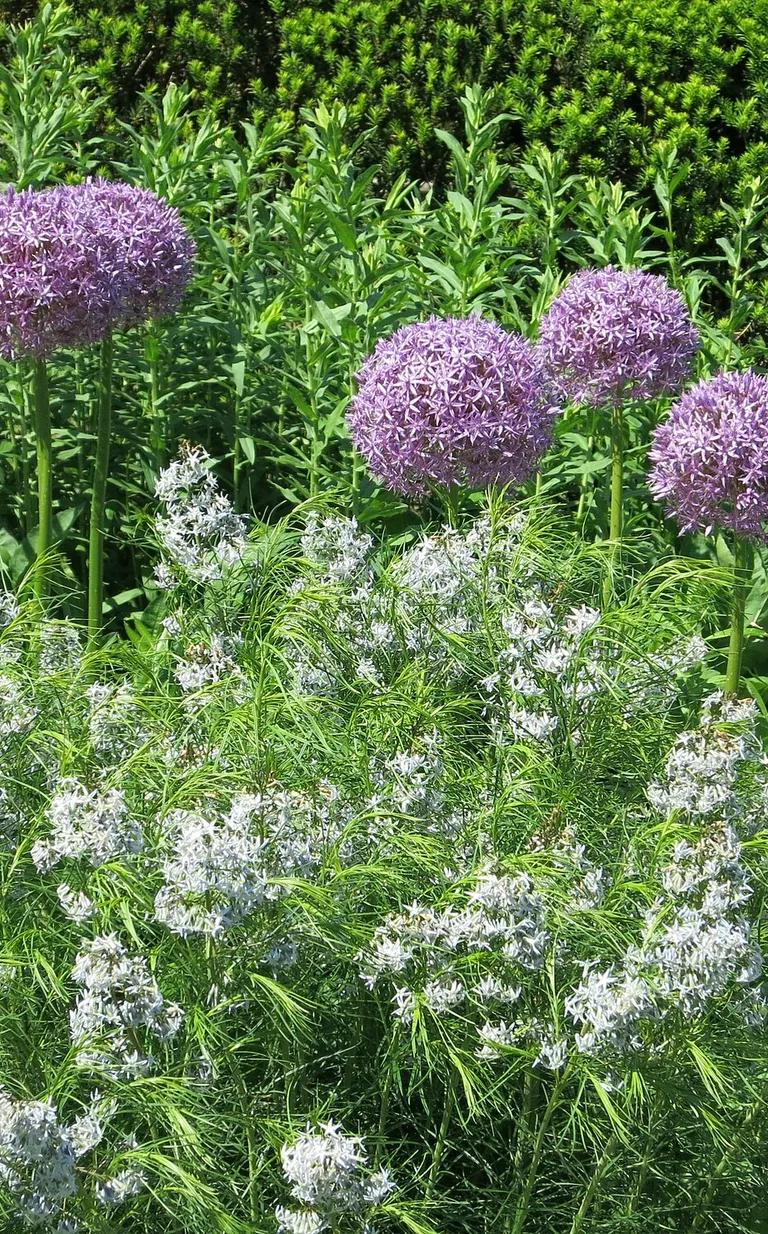 Alliums and Amsonia hubrichtii in the Perennial Border of the Dumbarton Oaks gardens