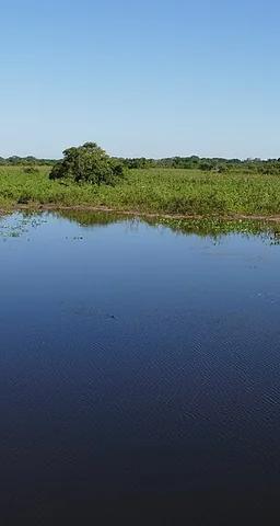 The Pantanal wetland