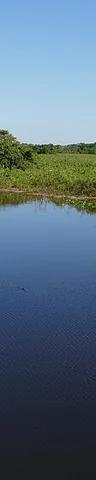 The Pantanal wetland