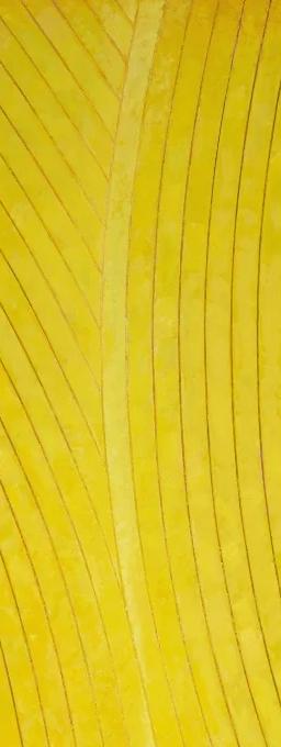 Kenneth Dingwall, Melding (detail), 2026, yellow abstract work