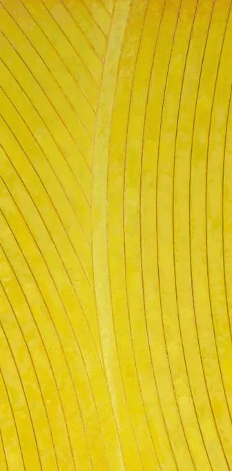 Kenneth Dingwall, Melding (detail), 2026, yellow abstract work