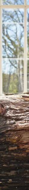 Camilla Berner's You are Yourself a Sequoia in the Greenhouse at Museum Ordrupgaard