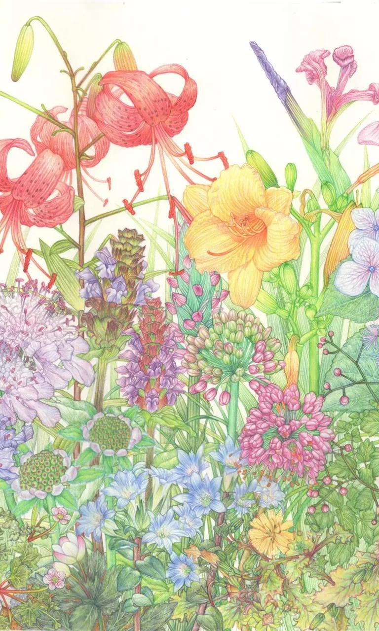Hallasan, Wildflowers of Jeju Island, botanical artwork in the RHS Botanical Art and Photography Show
