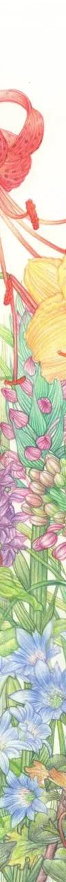 Hallasan, Wildflowers of Jeju Island, botanical artwork in the RHS Botanical Art and Photography Show