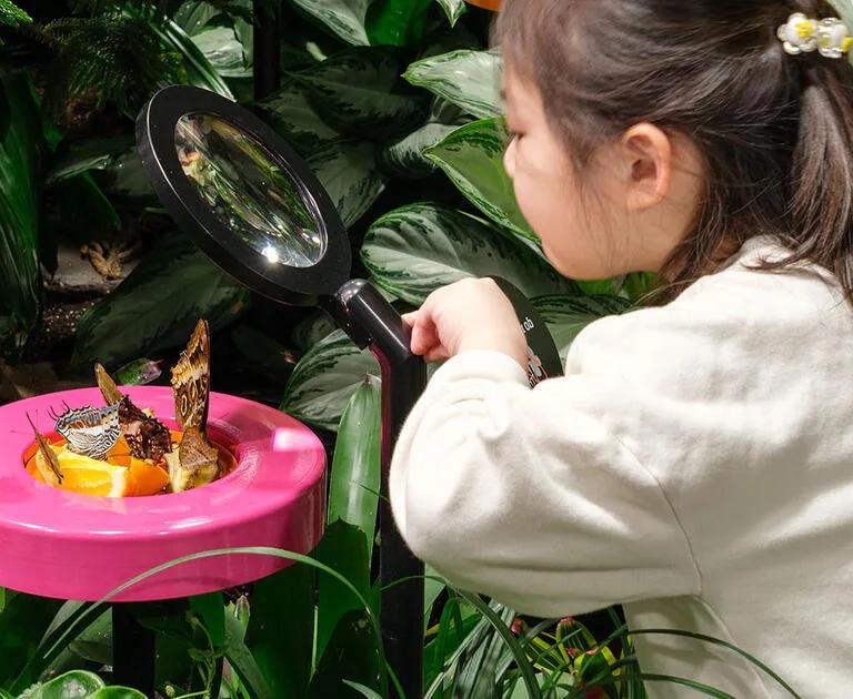 Child views a butterfly through a magnifying glass in the Davis Family Butterfly Vivarium