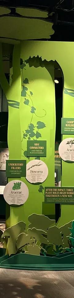 A section of a museum exhibition, with large cut-outs of trees and plants, and specimens in display cases.