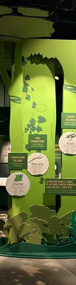 A section of a museum exhibition, with large cut-outs of trees and plants, and specimens in display cases.
