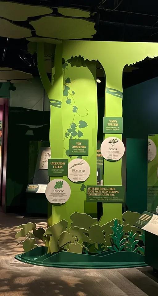 A section of a museum exhibition, with large cut-outs of trees and plants, and specimens in display cases.