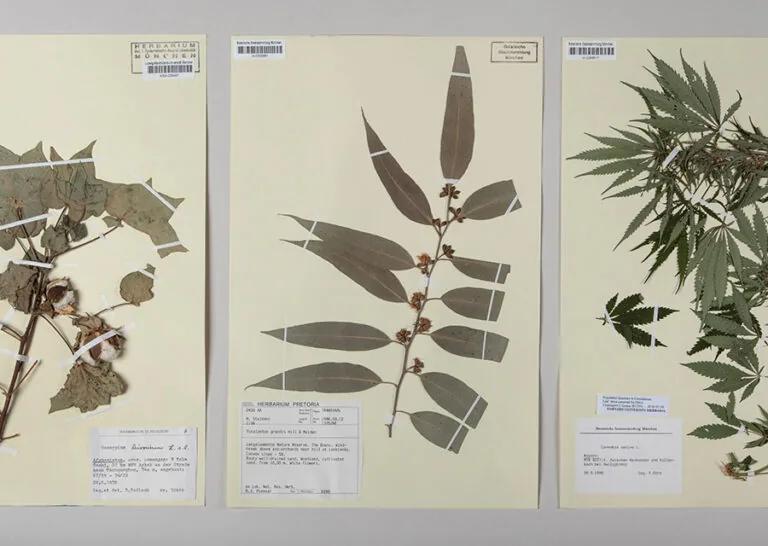 Natur gestaltet exhibition display at Museum Mensch und Natur