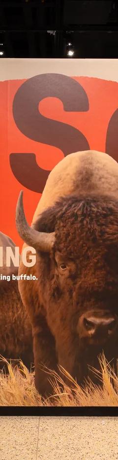 Entrance to the Bison: Standing Strong exhibit with the title wall and a photograph of four bison