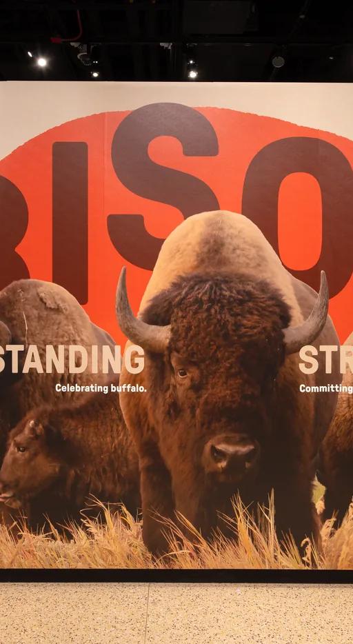 Entrance to the Bison: Standing Strong exhibit with the title wall and a photograph of four bison