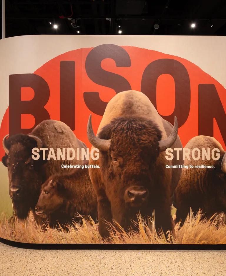 Entrance to the Bison: Standing Strong exhibit with the title wall and a photograph of four bison