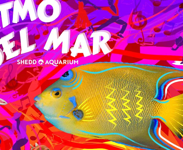 Ritmo del Mar evening event at Shedd Aquarium