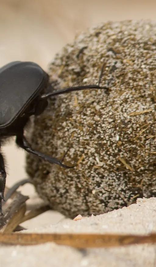 A sacred scarab beetle rolling a dung ball, one of the 'titanic strength' animals featured in SUPERCREATURES!