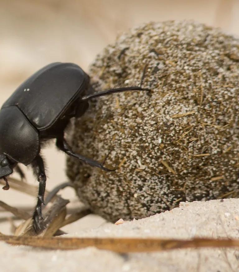A sacred scarab beetle rolling a dung ball, one of the 'titanic strength' animals featured in SUPERCREATURES!