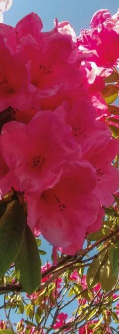 Pink flowers bloom set against a blue sky, from the In our Nature exhibition
