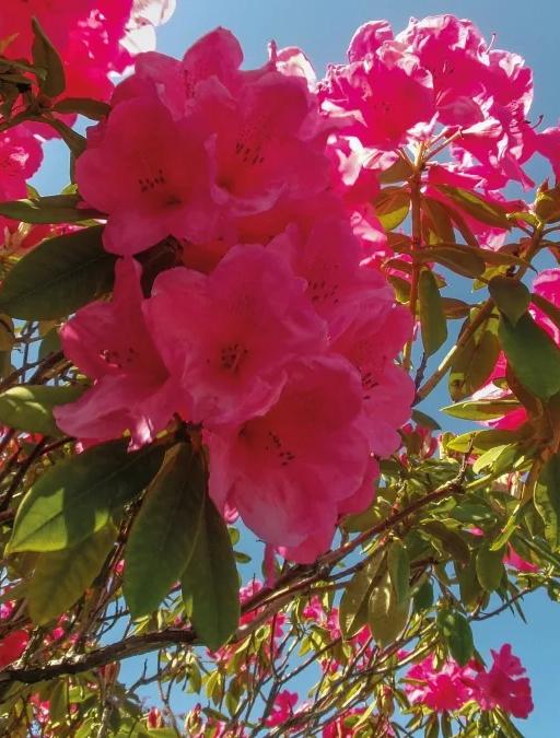 Pink flowers bloom set against a blue sky, from the In our Nature exhibition