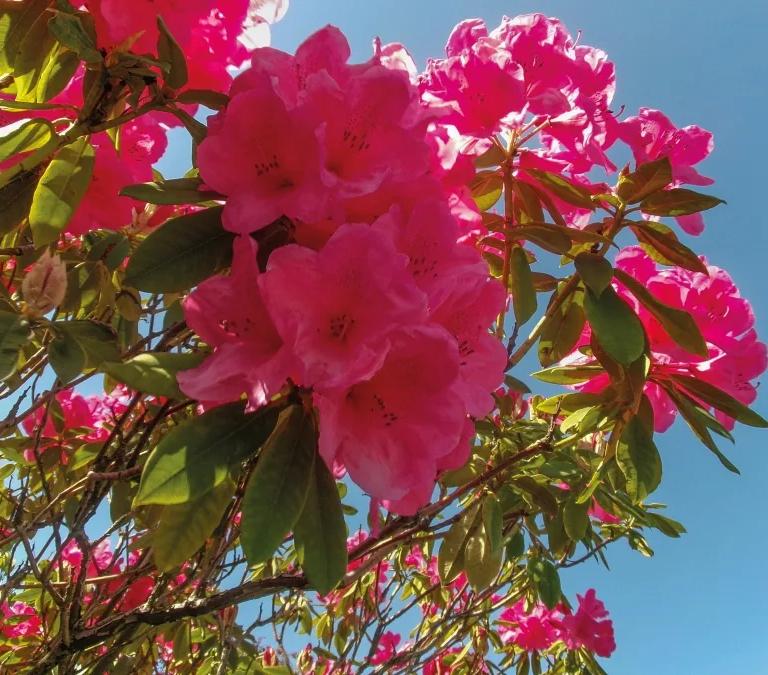 Pink flowers bloom set against a blue sky, from the In our Nature exhibition